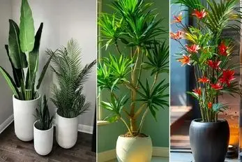 گیاهان مناسب برا اونایی که گل به دستشون نمیفته و زود میمیره؛ اینا سخت جونن آخ نمیگن