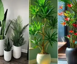 گیاهان مناسب برا اونایی که گل به دستشون نمیفته و زود میمیره؛ اینا سخت جونن آخ نمیگن