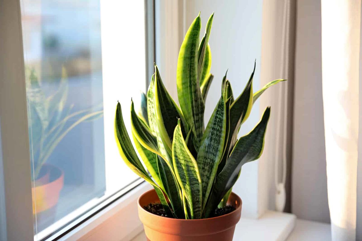 Snake-Plant-Disadvantages-Is-This-Plant-Really-Worth-It