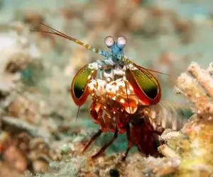 هشت موجود غیر منتظره و زیبا در اعماق دریا ها 