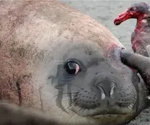 مستند حیات وحش/ پرنده کریه المنظر از آسمون فرود اومد چش و چال فوک درآورد