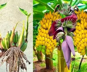 کشاورزی نوین؛ روش پیوند درخت موز با آلوئه ورا شبیه غول بی سر و دم میشه چی چی هست؟