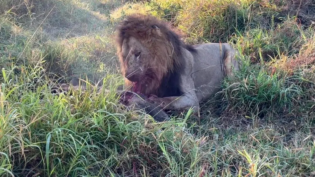 Male-Lion-Wrestles-A-Huge-Warthog-7-1024x576-ezgif.com-webp-to-jpg-converter