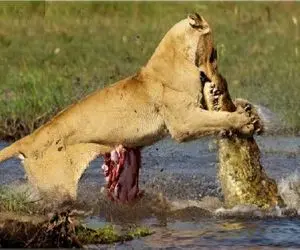 مستند حیات وحش؛ کروکودیل دد شیر درحال گذر از مرز قلمروشو کشید تو دلش قلمبه شه