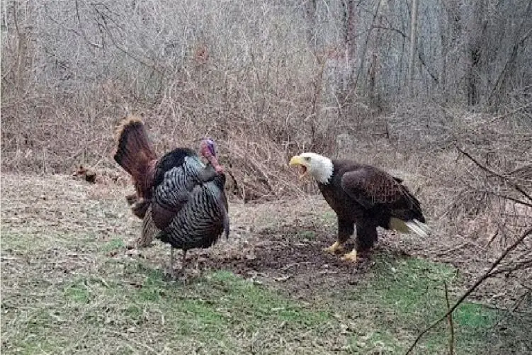 مستند حیات وحش؛ بوقلمون ابهت عقاب میکنه تو گِل