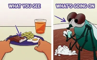 9 حقیقت عجیب و باورنکردنی درمورد مگس ها که نمی دونستید ؛ ژنتیکی شبیه به انسان