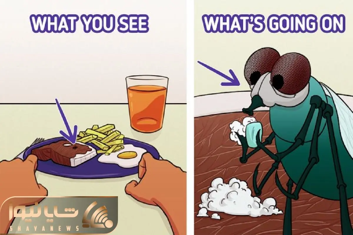 حقایقی از مگس ها