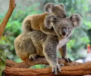 بدایع حیات وحش/ نگاه معصومانه کوالا قلب آدم رو ذوب میکنه