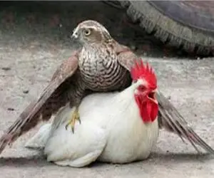 مستند حیات وحش؛ خروس کاری با عقاب کرد تو تاریخ پرندگان بنویسن