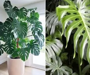 چیکار کنم برگای برگ انجیری پت و پهن شه؟/ ریز که باشن اصلا شکوه و جلال ندارن بنداز بره