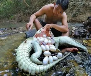 صحنه دهشتناک؛ بی رحمای برهنه شکم کروکودیل رو دریدن تخم جنین تو شکمش رو شکستن و خوردن