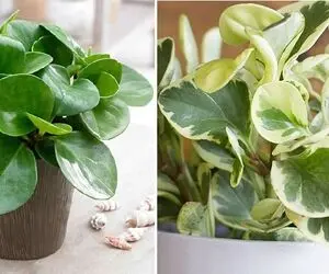 راهنمای نگهداری از گل قاشقی / رازهای رشد و شادابی گیاه مقاوم و دوست داشتنی