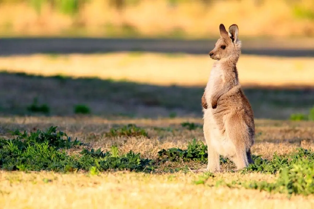 Baby-Kangaroo