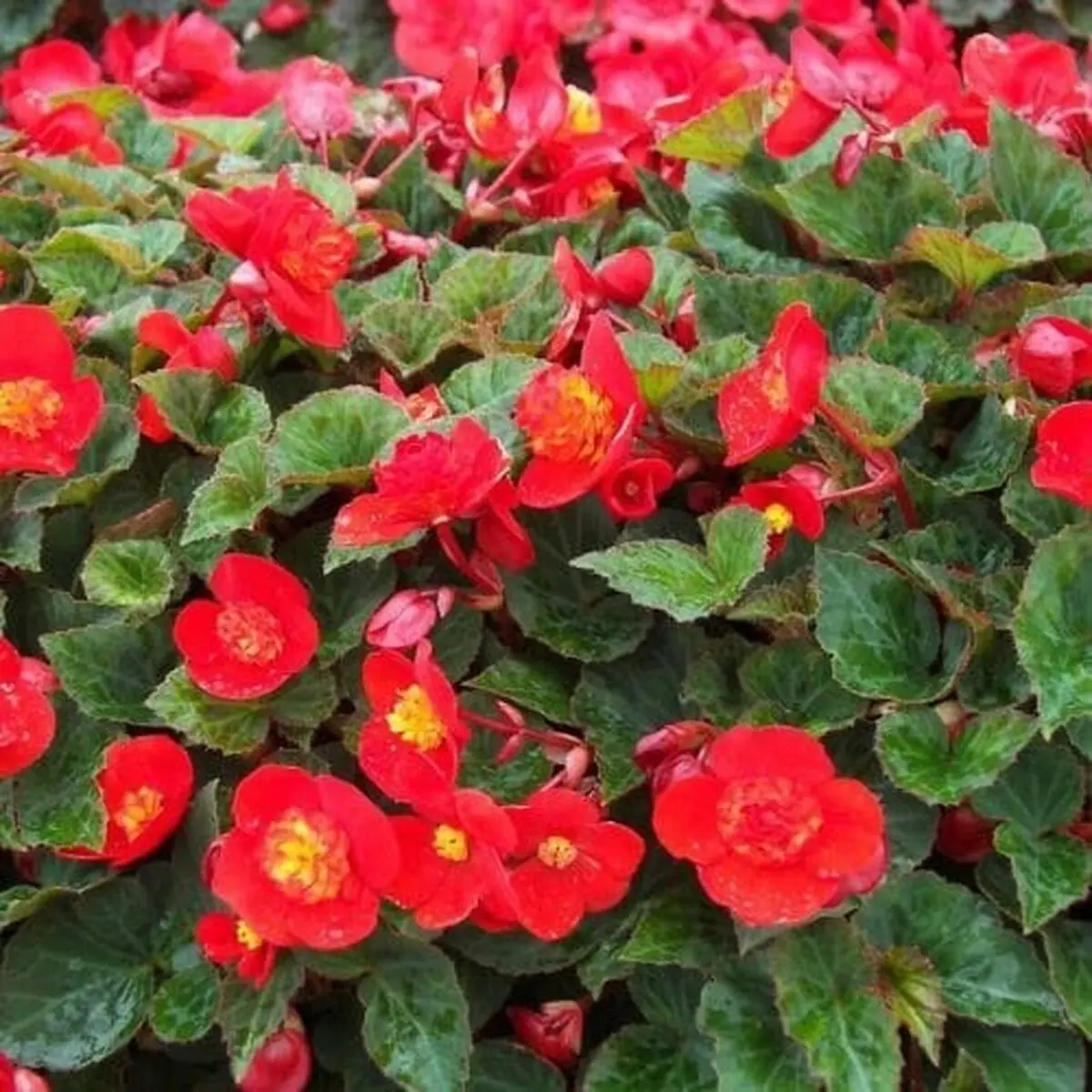 گیاهان گلدار مناسب بالکن