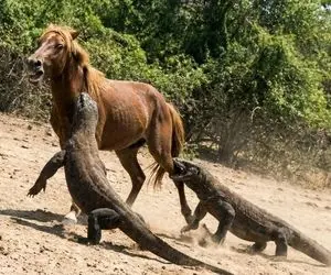 از جذابیت های حیات وحش؛ نقشه دو اژدهای کومودو خبیث برای اسب تنها