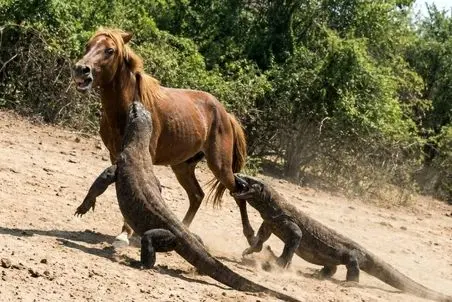 از جذابیت های حیات وحش؛ نقشه دو اژدهای کومودو خبیث برای اسب تنها