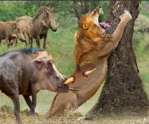 نبرد حیات وحش/گراز مغلوب حقه روباه مکار شد/دسیسه روباه زمین گیرش کرده