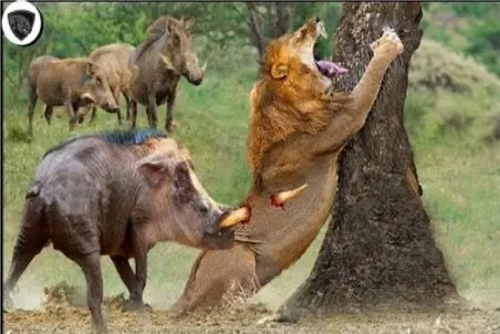 نبرد حیات وحش/گراز مغلوب حقه روباه مکار شد/دسیسه روباه زمین گیرش کرده