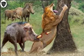 نبرد حیات وحش/گراز مغلوب حقه روباه مکار شد/دسیسه روباه زمین گیرش کرده