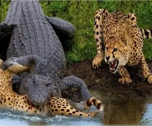 مستند حیات وحش؛ تمساح فکر کرد لات برکه اس پلنگ نشوندش سرجاش