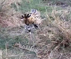 مستند حیات وحش؛ نبرد مذبوحانه گربه وحشی و پیتون سر هیچ و پوچ