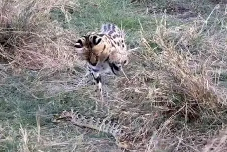 مستند حیات وحش؛ نبرد مذبوحانه گربه وحشی و پیتون سر هیچ و پوچ