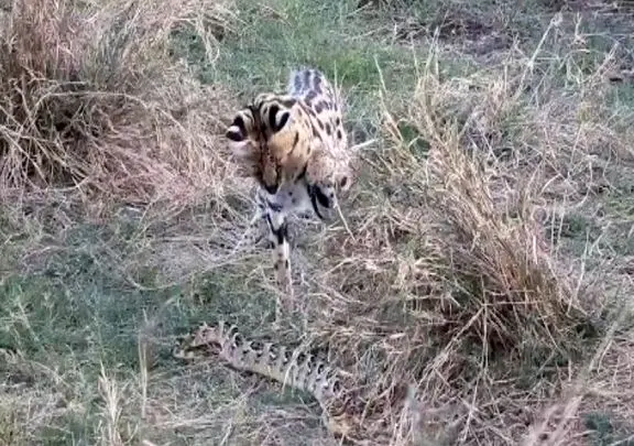 مستند حیات وحش؛ نبرد مذبوحانه گربه وحشی و پیتون سر هیچ و پوچ