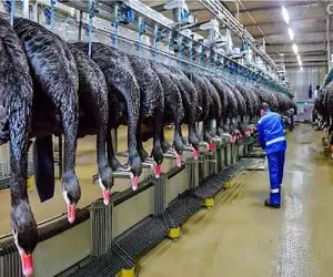 فرآوری قو؛ راز سودآوری ماشین کشتار مدرن قو گوشتی سیاه جهان را دریابید