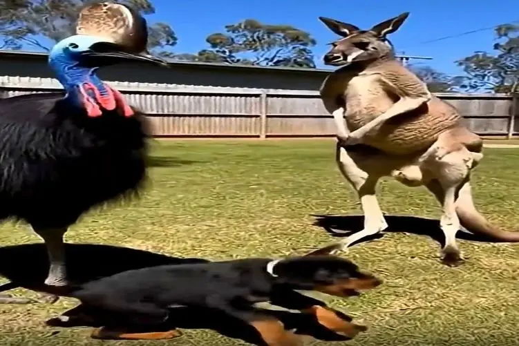 معماری طبیعت؛ رفیق لوتی فقط کانگورو