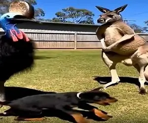 معماری طبیعت؛ رفیق لوتی فقط کانگورو