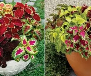 چرا نوک و حاشیه برگ های حسن یوسف قهوه ای میشه؟ + راه کار های درمان این نوستالژی خوووشگل