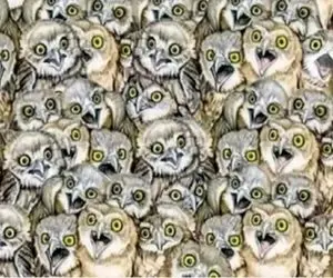 بازی فکری؛ 90 درصد افراد نتونستن گربه شکمو رو بین جغدهای گرسنه پیدا کنن