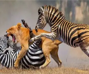 مستند حیات وحش/شیر؛ گورخرها