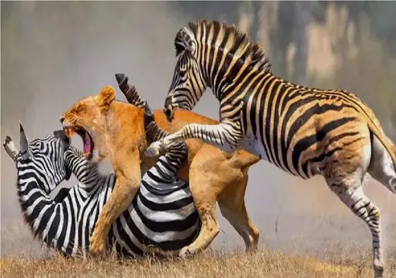 مستند حیات وحش/شیر؛ گورخرها