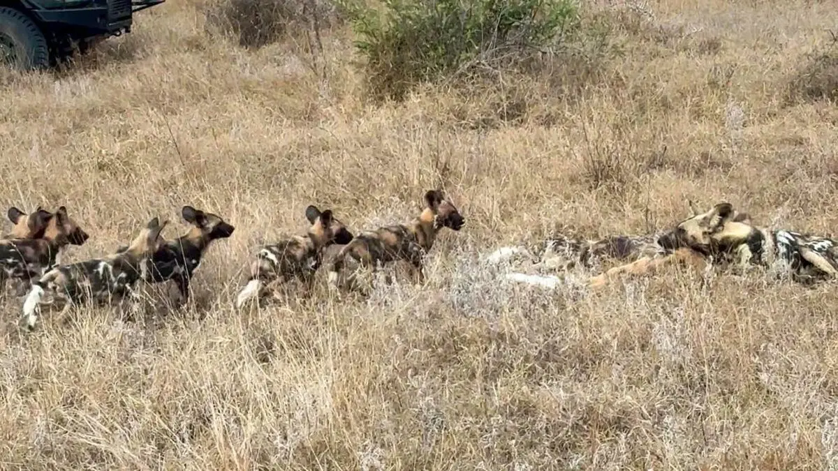 Wild-Dogs-Family-Makes-a-Huge-Noise-During-Reunion-2-1024x576-ezgif.com-webp-to-jpg-converter