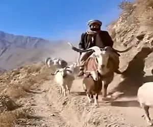 معماری طبیعت؛ وای نمیتونم جلوی خنده امو بگیرم چوپان چه فیتیله شد