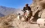 معماری طبیعت؛ وای نمیتونم جلوی خنده امو بگیرم چوپان چه فیتیله شد
