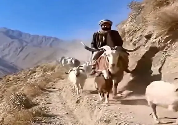 معماری طبیعت؛ وای نمیتونم جلوی خنده امو بگیرم چوپان چه فیتیله شد