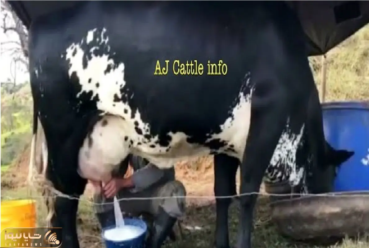 گاوهای باورنکردنی؛ گاو غول سیاه انقدر شیر داره انگار وصله به آب شهر