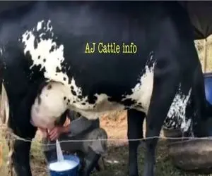 گاوهای باورنکردنی؛ گاو غول سیاه انقدر شیر داره انگار وصله به آب شهر