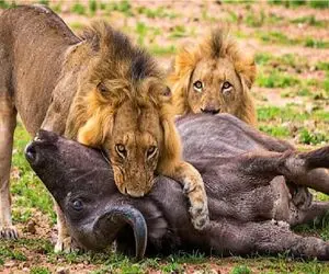 مستند حیات وحش؛ نبرد شرورانه شیر و بوفالو برای رفع نیاز