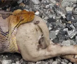 مستند حیات وحش؛ دستگیری و باز پس گیری پیتون غولی که توله سگ هارو می بلعید