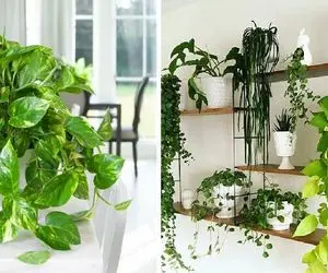 راز گلخانه داران رشد پتوس / پتوس باید آبشاری بریزه اگه اینجوری نیست کود دهیش بده