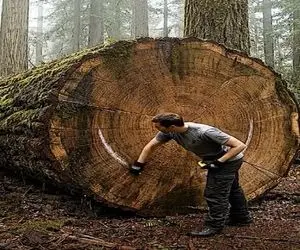 معماری خلاقانه؛ داخل تنه ی تنومند درخت خونه ساخت هر کی ببینه میره جنگل زندگی کنه