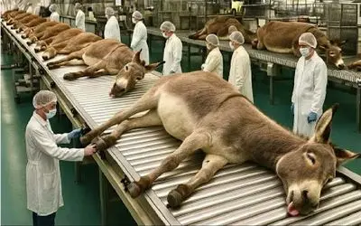 فرآوری خر؛ خر دور ریز نداره از شیره وجودشم پول میچاپن