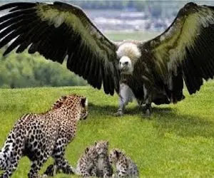 شاهکار حیات وحش / نبرد حماسی عقاب مقابل پلنگ برای حفاظت از قلمرو