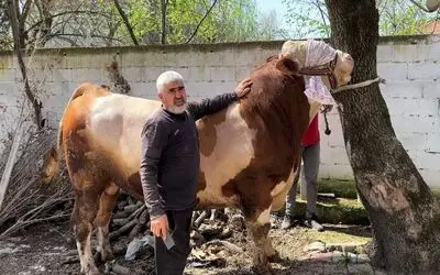 فرآوری گاو؛ گاوی که 1000 کیلو وزن داره رو صاحبش با فخر و غرور می خواد بار تریلی کندش