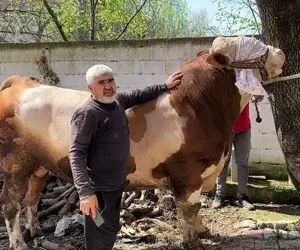 فرآوری گاو؛ گاوی که 1000 کیلو وزن داره رو صاحبش با فخر و غرور می خواد بار تریلی کندش