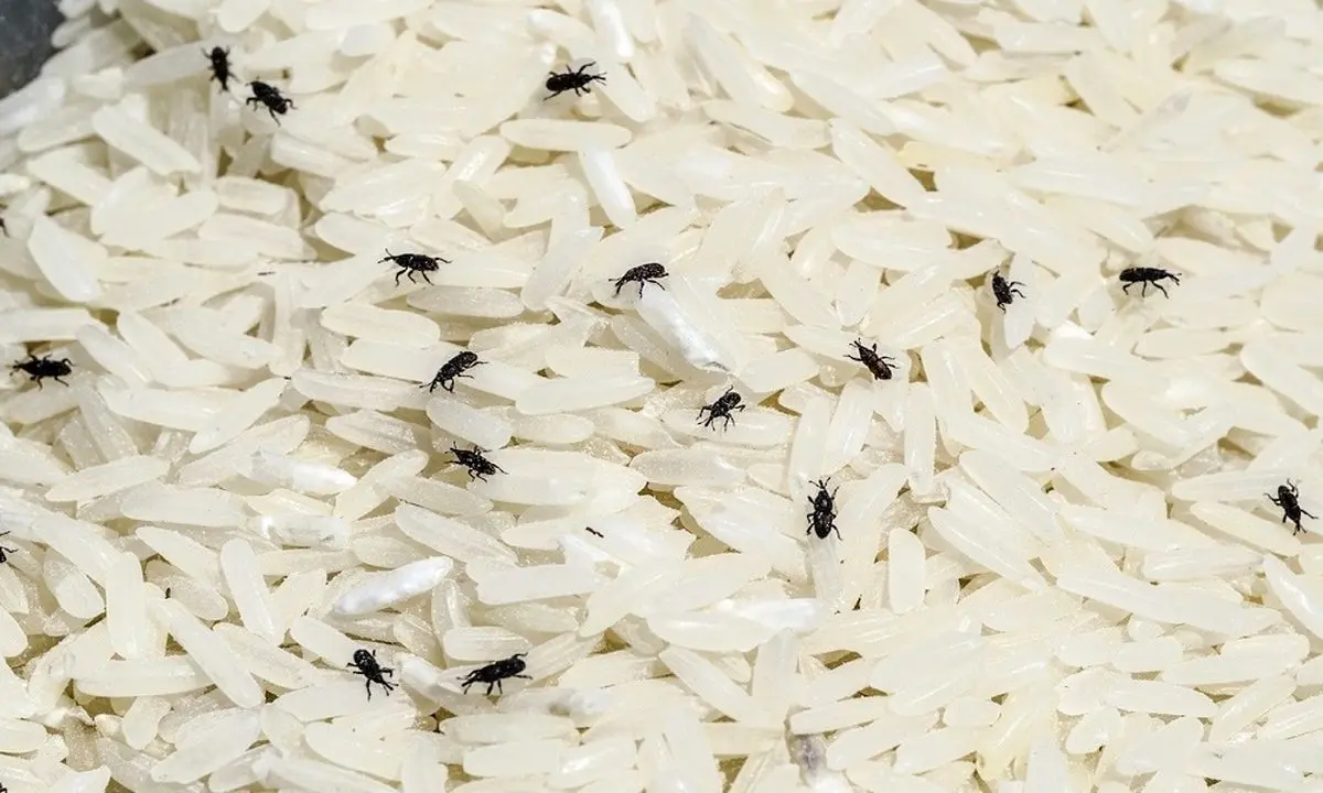 RICE-INFESTED-WITH-RICE-WEEVILS1
