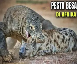 مستند حیات وحش؛ کومودو کریه المنظر کوچیک تا بزرگ جنگل لوله میکنه تو حلقش